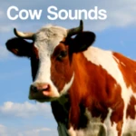 cow sounds android application logo